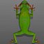 Green Tree Frog