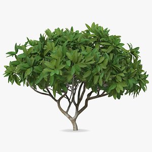 Plumeria Frangipani Shrub