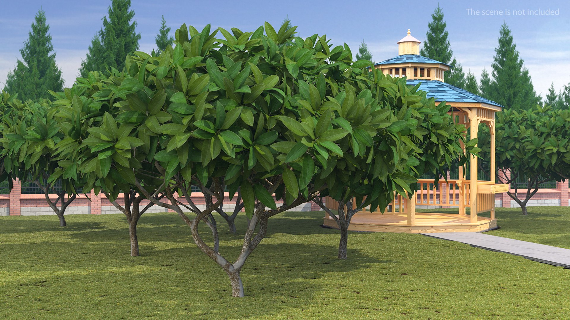 Plumeria Frangipani Shrub 3D model preview