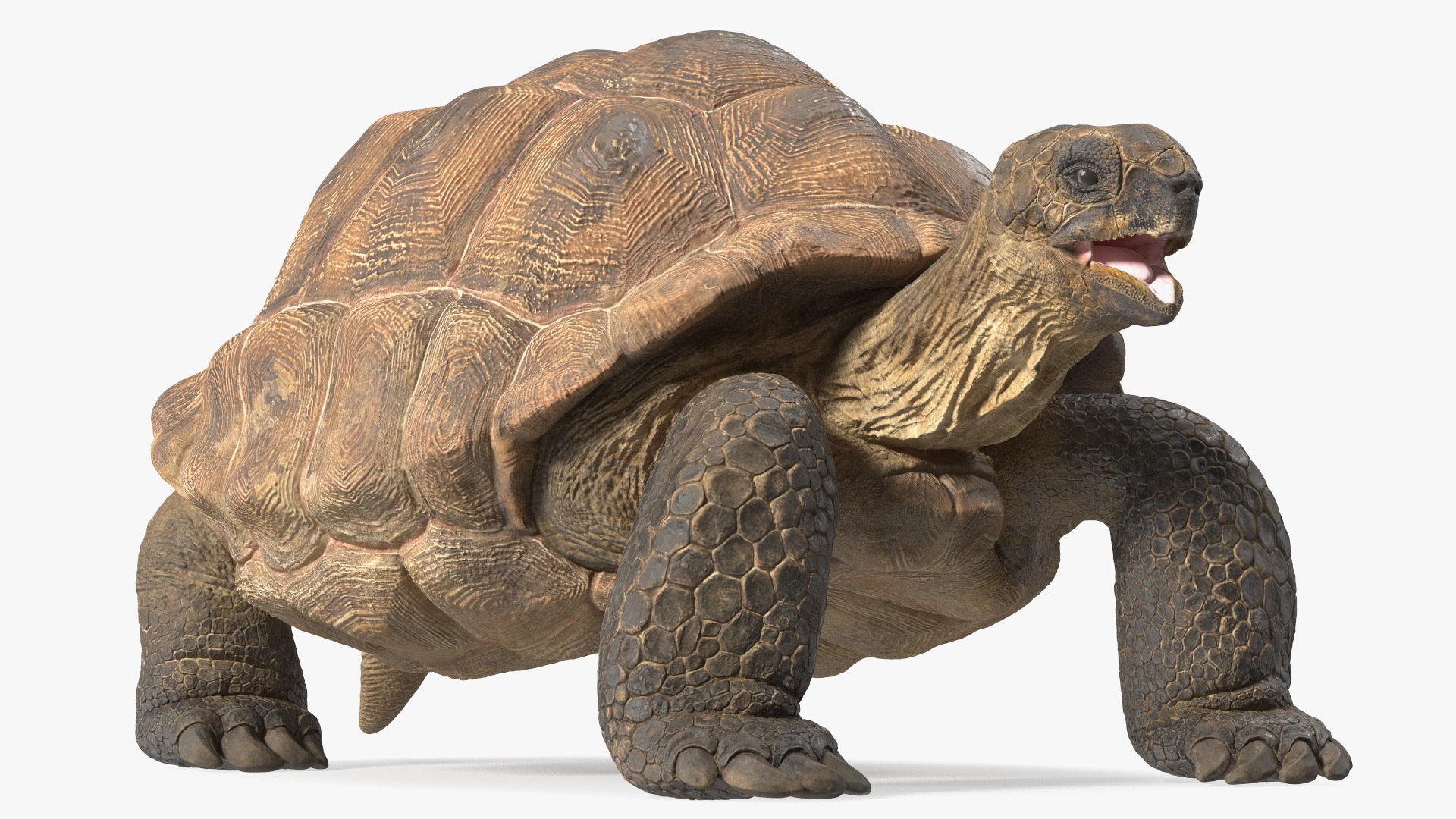 Aldabrachelys Gigantea Rigged 3D model preview