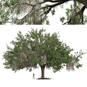 3D New Plant High detail Angel Oak Live Tree Spanish Moss Fractal