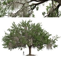 New Plant High detail Angel Oak Live Tree Spanish Moss Fractal