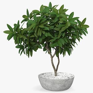Flower Pot Plumeria