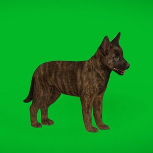 Dutch Shepherd Puppy Dog