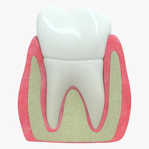 3D Periodontal membrane and gums gingiva model