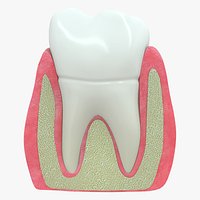 Periodontal membrane and gums gingiva