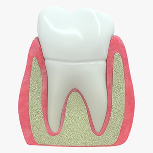 Periodontal membrane and gums gingiva
