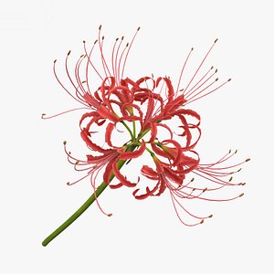 red spider lily 3D model