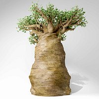 Madagascan baobab tree