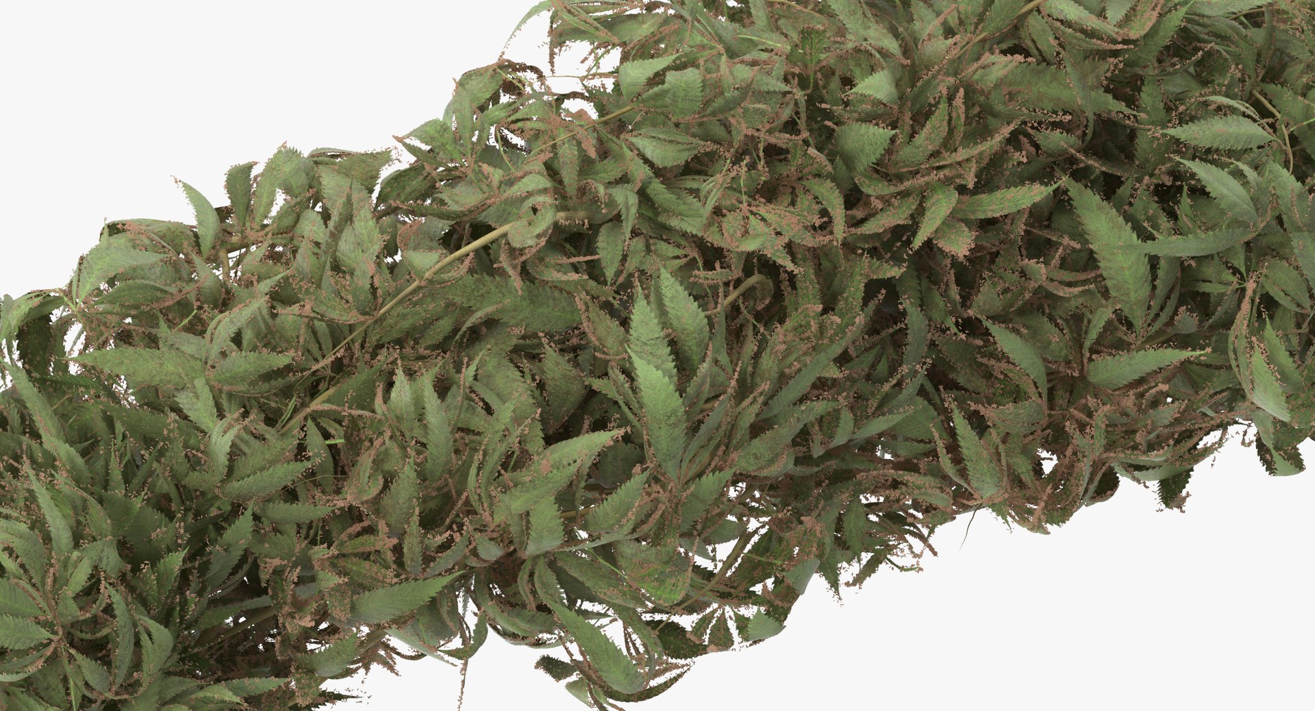 marijuana buds 01 3d model