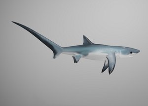 Thresher Shark