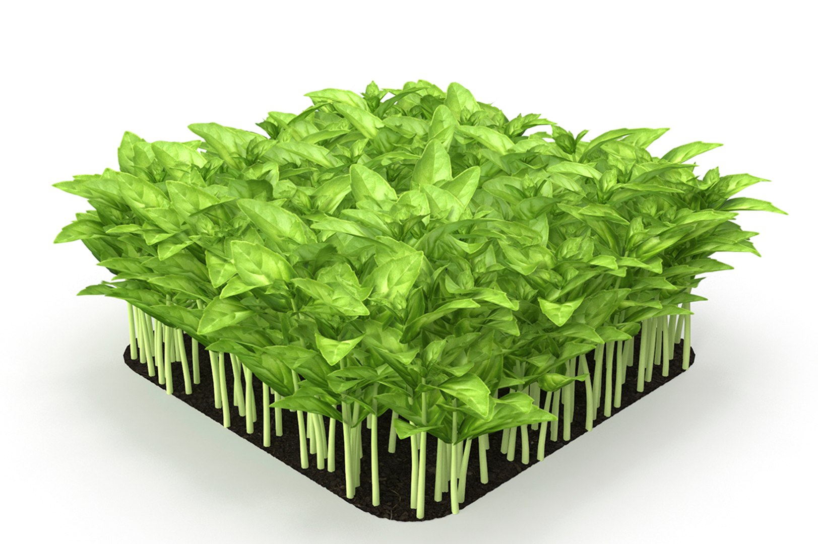 cinnamon basil 3D https://p.turbosquid.com/ts-thumb/u8/5cMGNf/3XIBu8yV/cover/jpg/1588096082/1920x1080/fit_q87/7d92ab4b32d863d15c20018001ac2301439373fb/cover.jpg