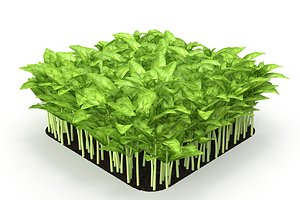 cinnamon basil 3D