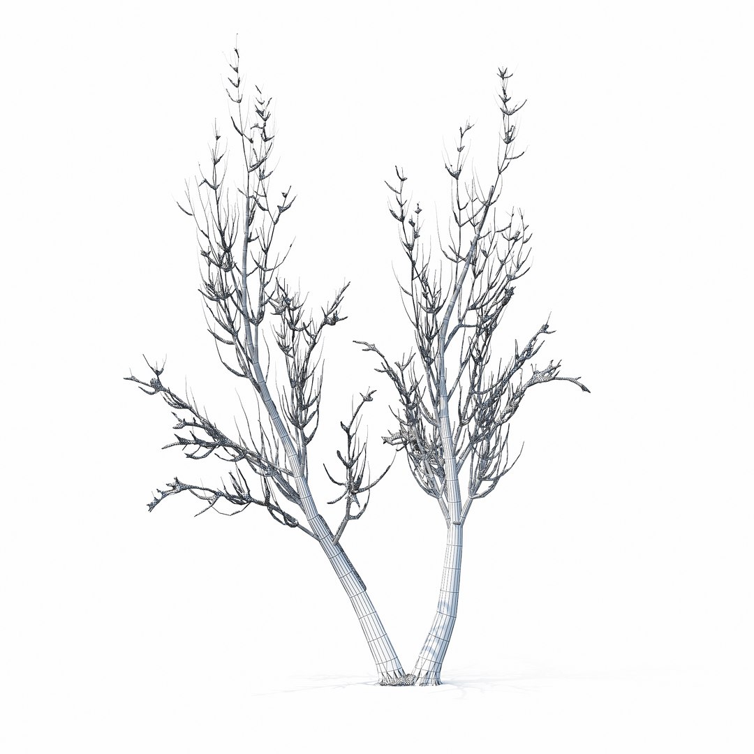 3D winter tree https://p.turbosquid.com/ts-thumb/u8/FtPc94/5glLUv9C/w_01copy11/jpg/1514812252/1920x1080/fit_q87/611b42bfc16f90363227057cb19473be978d863b/w_01copy11.jpg