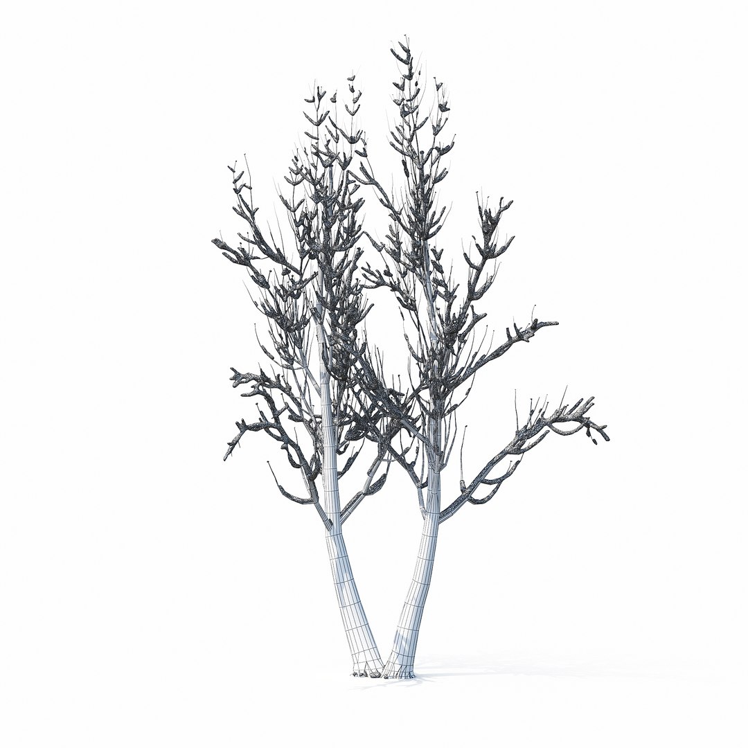 3D winter tree https://p.turbosquid.com/ts-thumb/u8/FtPc94/95ORm4Le/w_01copy9/jpg/1514812252/1920x1080/fit_q87/d1f067bb1122fbeb40a1c0e75bd7500d4c0d6dec/w_01copy9.jpg