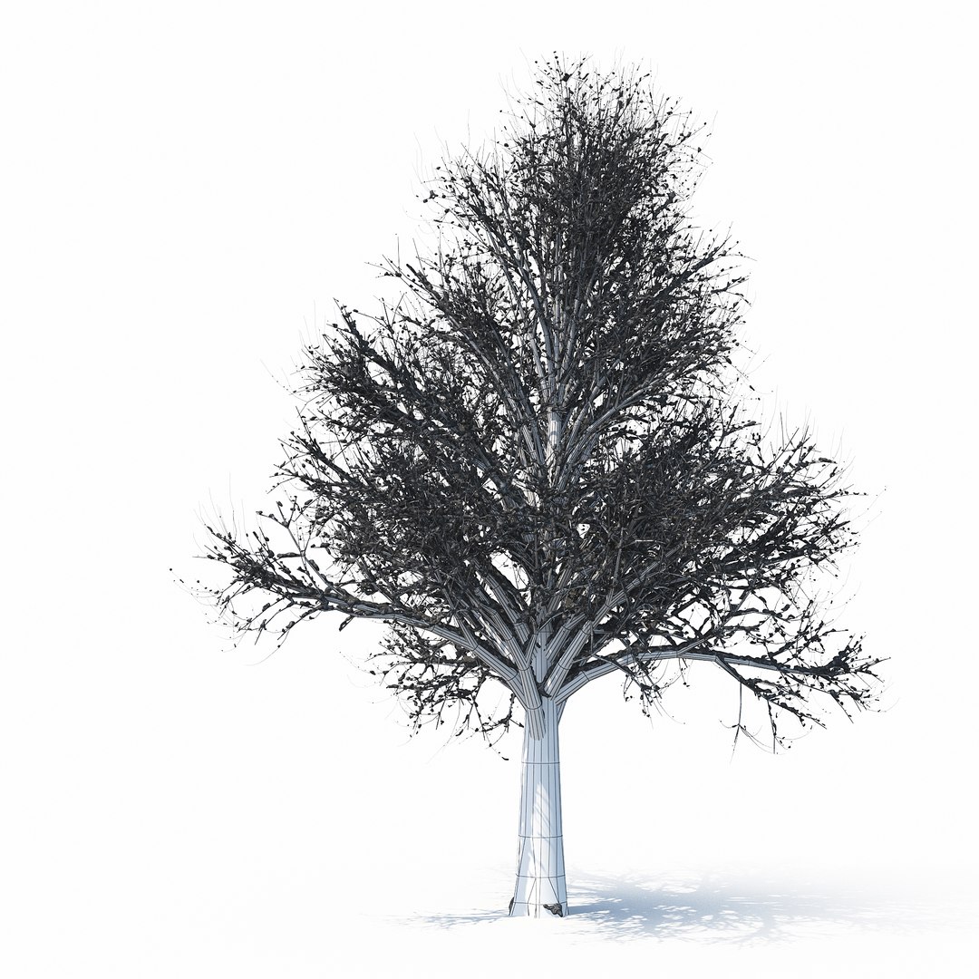 3D winter tree https://p.turbosquid.com/ts-thumb/u8/FtPc94/9yLKgCNP/w_01copy35/jpg/1514812253/1920x1080/fit_q87/815715a6fe44b0110d67dee83cbc085ea3c514ef/w_01copy35.jpg
