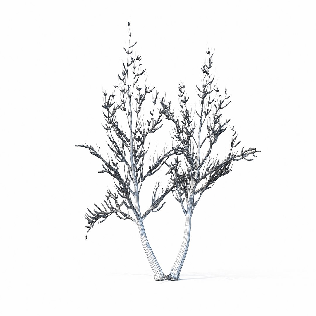 3D winter tree https://p.turbosquid.com/ts-thumb/u8/FtPc94/Ty7zwjPM/w_01copy10/jpg/1514812252/1920x1080/fit_q87/53b9d2daa9e3209041bb5c258fe26267b7b35bc3/w_01copy10.jpg