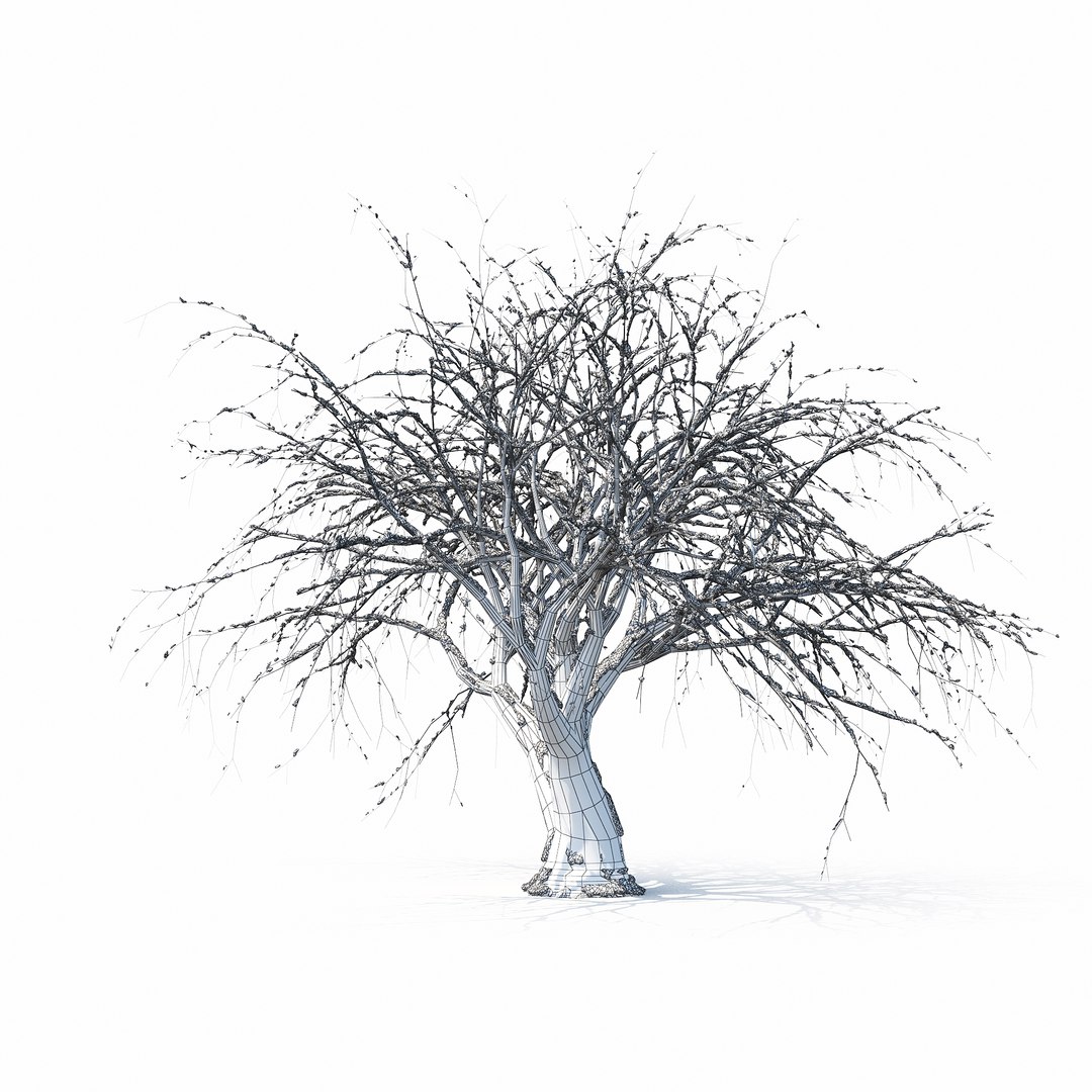 3D winter tree https://p.turbosquid.com/ts-thumb/u8/FtPc94/Z9uzkcVO/w_01copy15/jpg/1514812252/1920x1080/fit_q87/a1fc2d2af626bdb3f70f8e0e44cd2897201de91e/w_01copy15.jpg