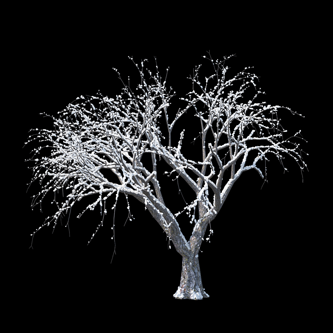3D winter tree https://p.turbosquid.com/ts-thumb/u8/FtPc94/ZRd2YZ5p/winter_tree_turntable_0000copy/jpg/1514811130/1920x1080/turn_fit_q99/359beccf8f89e96003b3e12793cacfe447c97be8/winter_tree_turntable_0000copy-1.jpg