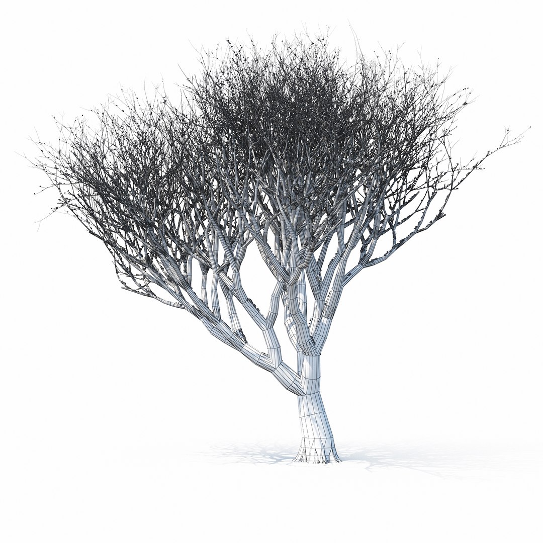 3D winter tree https://p.turbosquid.com/ts-thumb/u8/FtPc94/d8zCTCWm/w_01copy17/jpg/1514812252/1920x1080/fit_q87/c2b8347ee552d5a5475302b5d24204c69494c6e0/w_01copy17.jpg