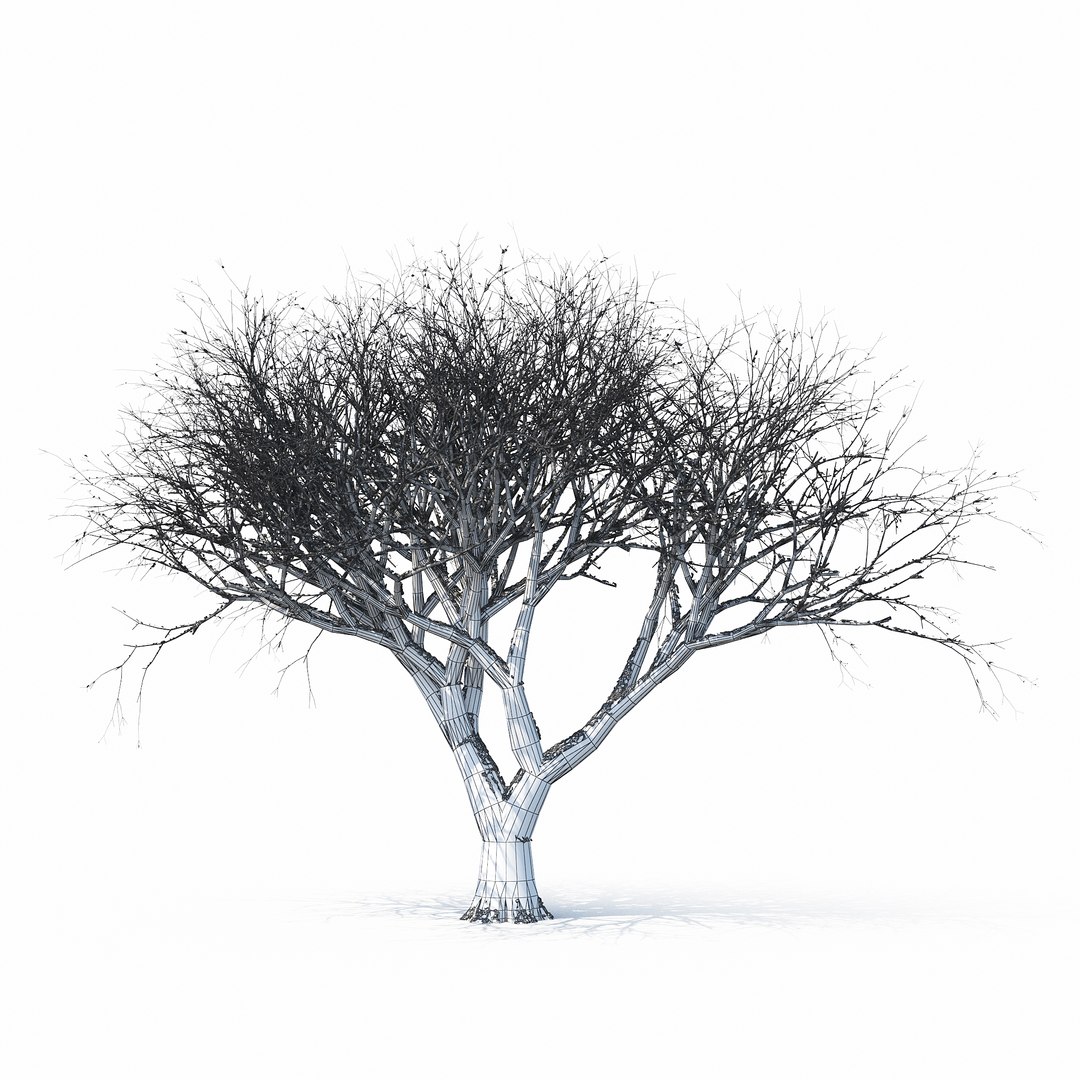 3D winter tree https://p.turbosquid.com/ts-thumb/u8/FtPc94/hmgkSmlG/w_01copy25/jpg/1514812252/1920x1080/fit_q87/7e55d2053318ef7d6ef0b815a32c45e3d34748ec/w_01copy25.jpg