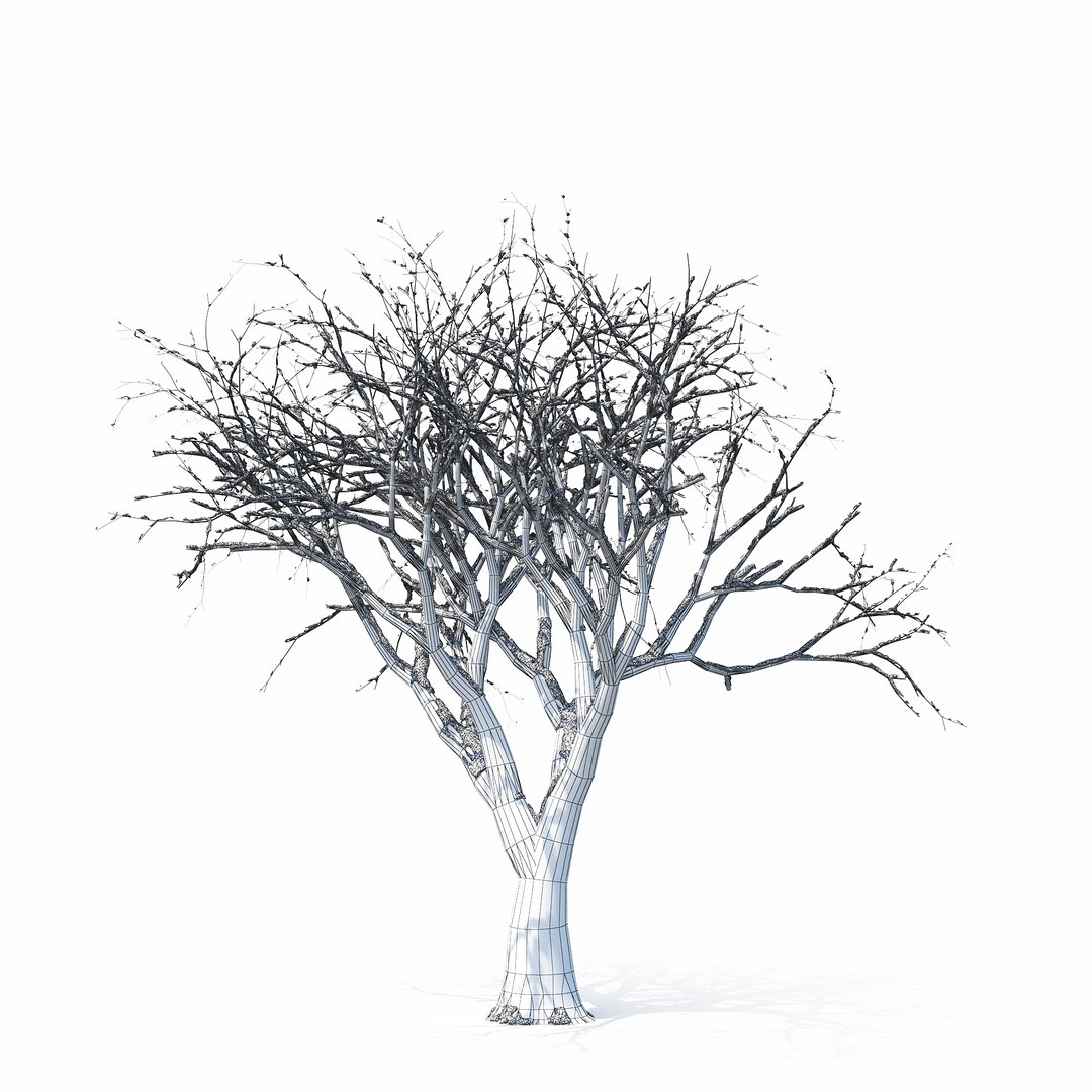 3D winter tree https://p.turbosquid.com/ts-thumb/u8/FtPc94/oxkxrhS2/w_01copy28/jpg/1514812252/1920x1080/fit_q87/cc7a39116bb6e7847b48b68ecf9a3cbdc72f703c/w_01copy28.jpg