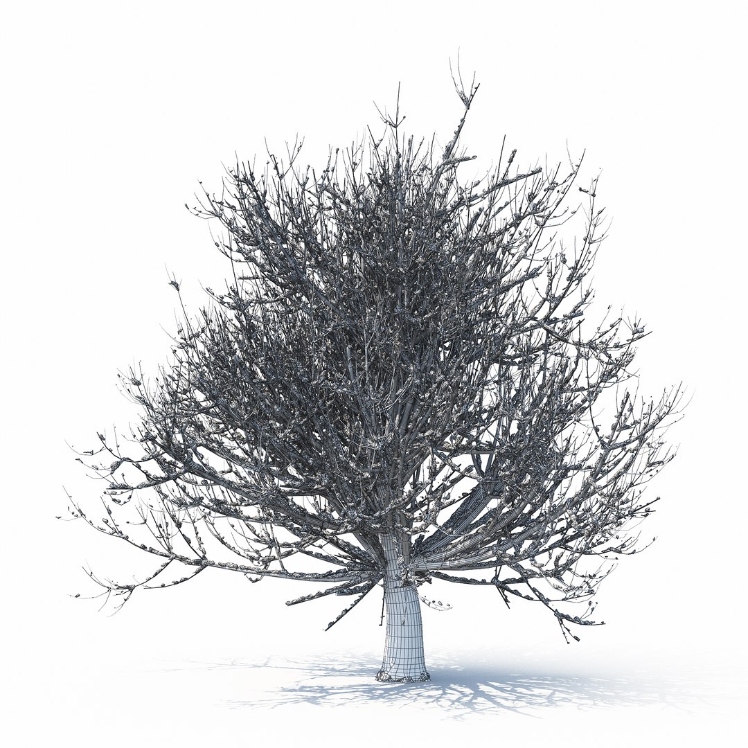 3D winter tree https://p.turbosquid.com/ts-thumb/u8/FtPc94/sp9fLPHK/w_01copy29/jpg/1514812253/1920x1080/fit_q87/422529192df76b06f4be6215011f69ed9f07312d/w_01copy29.jpg