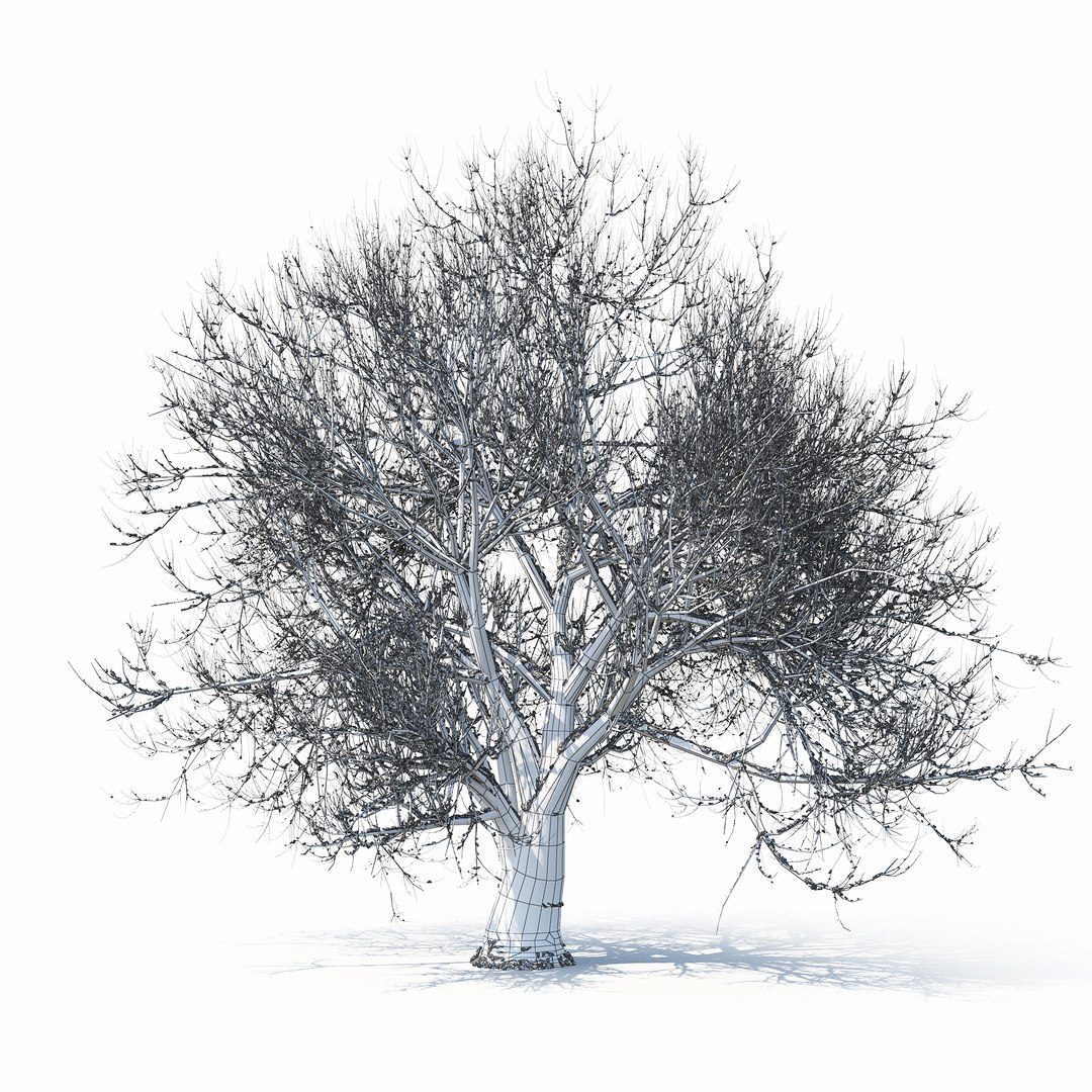 3D winter tree https://p.turbosquid.com/ts-thumb/u8/FtPc94/umHvyjE9/w_01copy33/jpg/1514812253/1920x1080/fit_q87/2501beae63093083a7da21434914421e222f3e16/w_01copy33.jpg