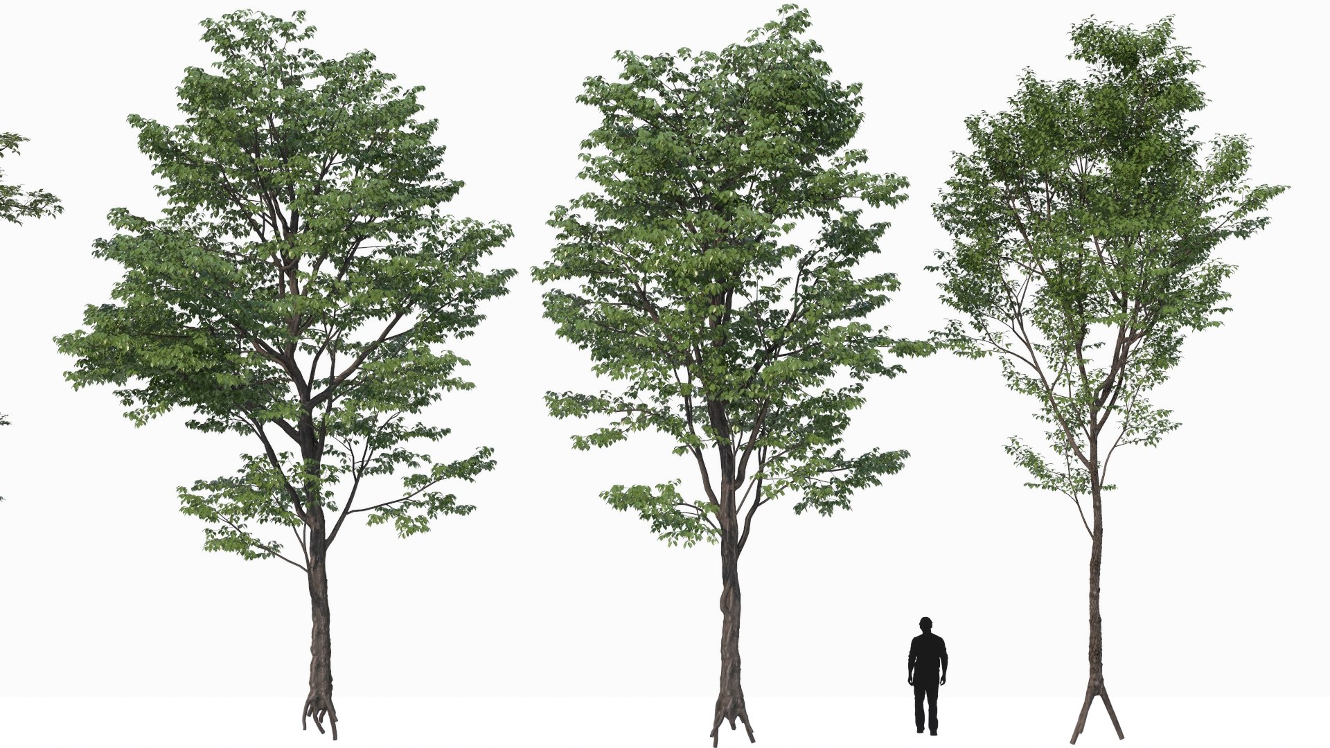 3D Collection Of 3D Models Of Landscape Trees - TurboSquid 2254282