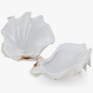 3D Giant Clam Shell Animated model
