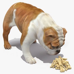 Bulldog Sniffs a Pile of Bones