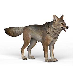 ready wolf 3D