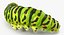 papilio machaon caterpillar rigged 3d max