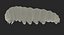 papilio machaon caterpillar rigged 3d max