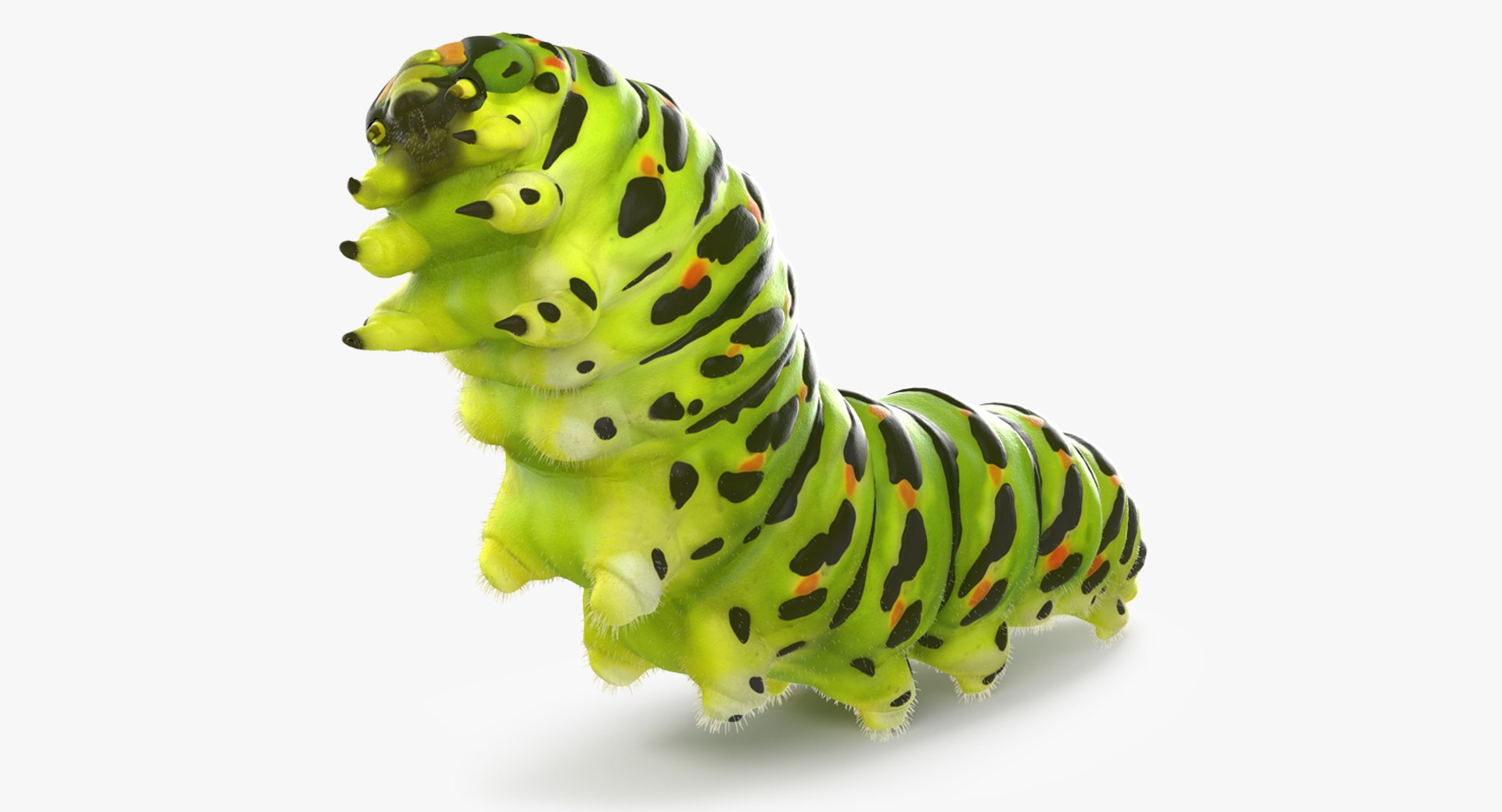 papilio machaon caterpillar rigged 3d max https://p.turbosquid.com/ts-thumb/u8/TQPM7j/clyew4Xu/caterpillarriggedwithfurvray3dmodel001/jpg/1483474227/1920x1080/fit_q87/fcd8cdba0f4c3e624b92dccbb2fcfd8211ffbcf3/caterpillarriggedwithfurvray3dmodel001.jpg