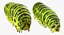 papilio machaon caterpillar rigged 3d max