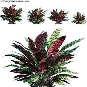 Calathea lancifolia 02