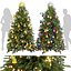 Sammlung Pflanze Band 605 - Weihnachten - Kiefer - Baum