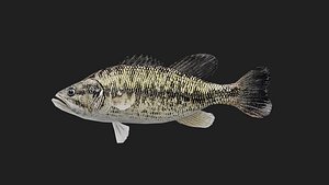 Bass fish 3D model