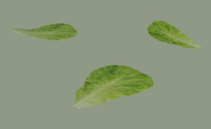 3D Lettuce Leaf