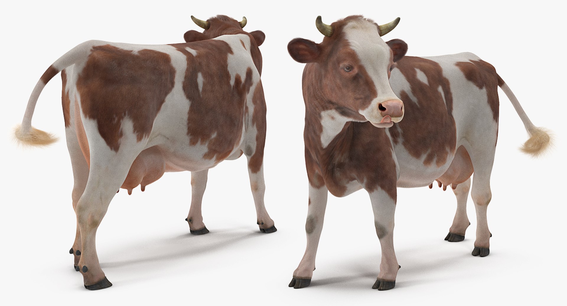 3D Cow Fur Rigged - TurboSquid 1255536
