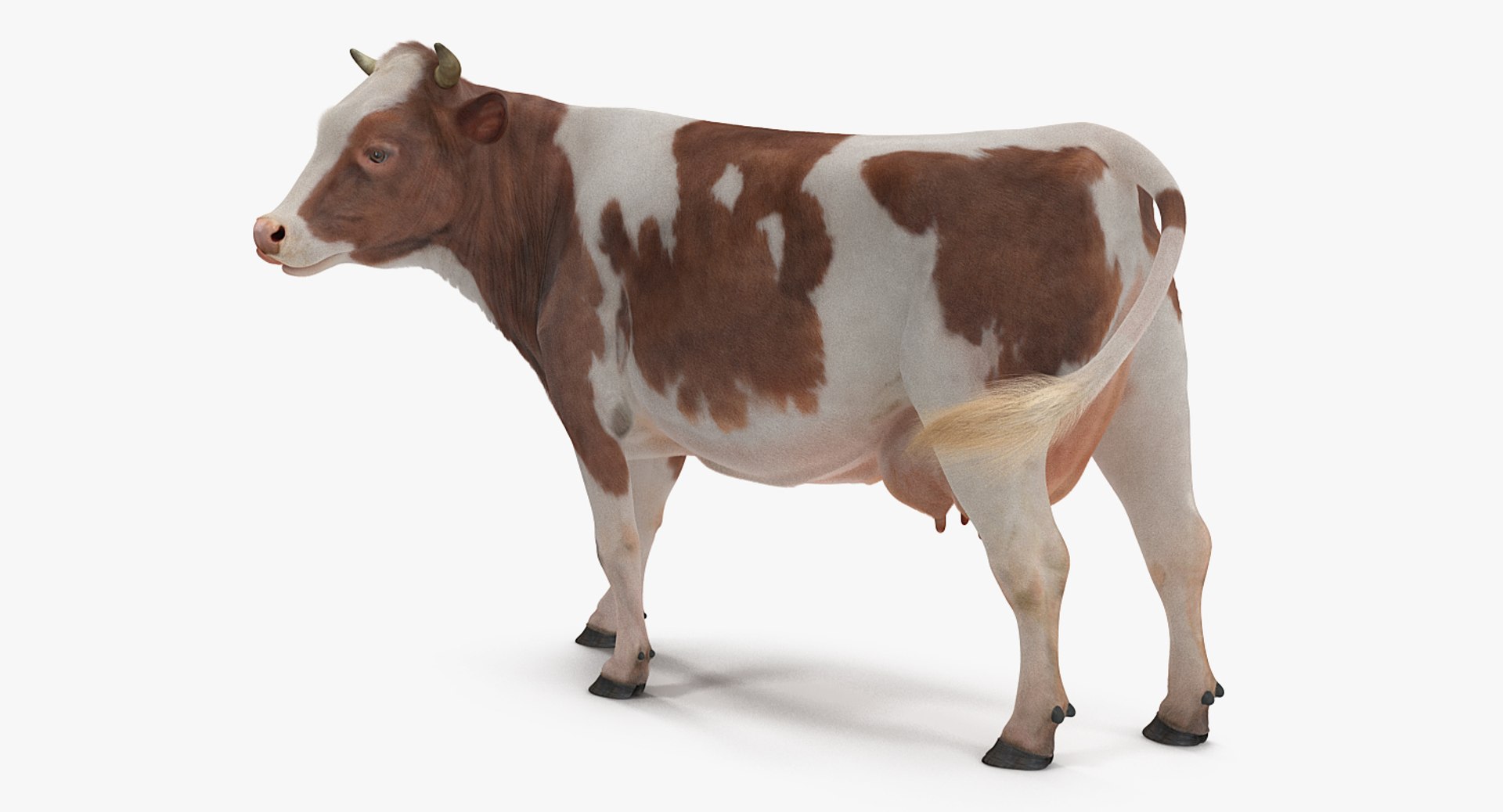 3D Cow Fur Rigged - TurboSquid 1255536