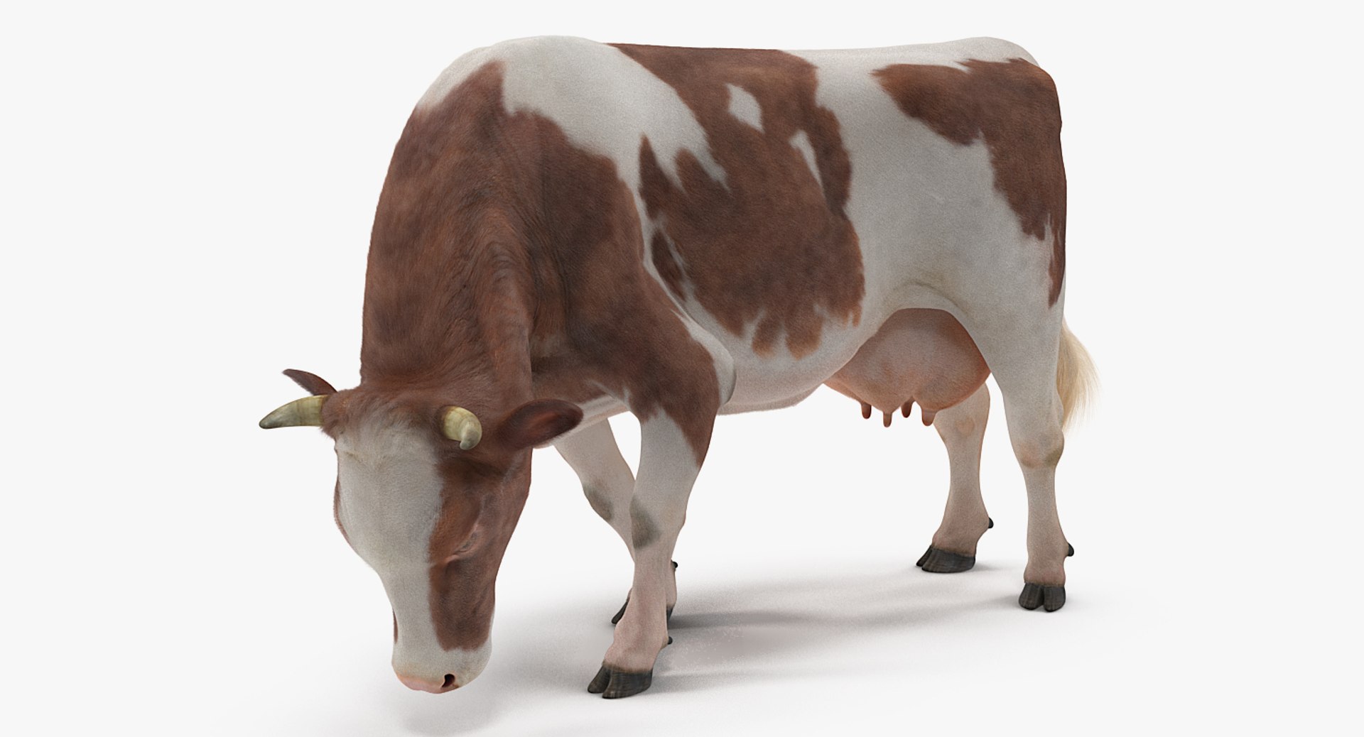 3D Cow Fur Rigged - TurboSquid 1255536