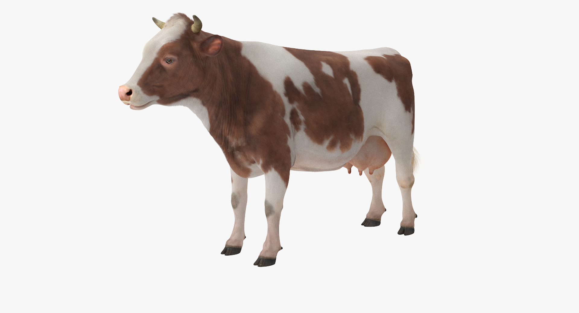 3D Cow Fur Rigged - TurboSquid 1255536