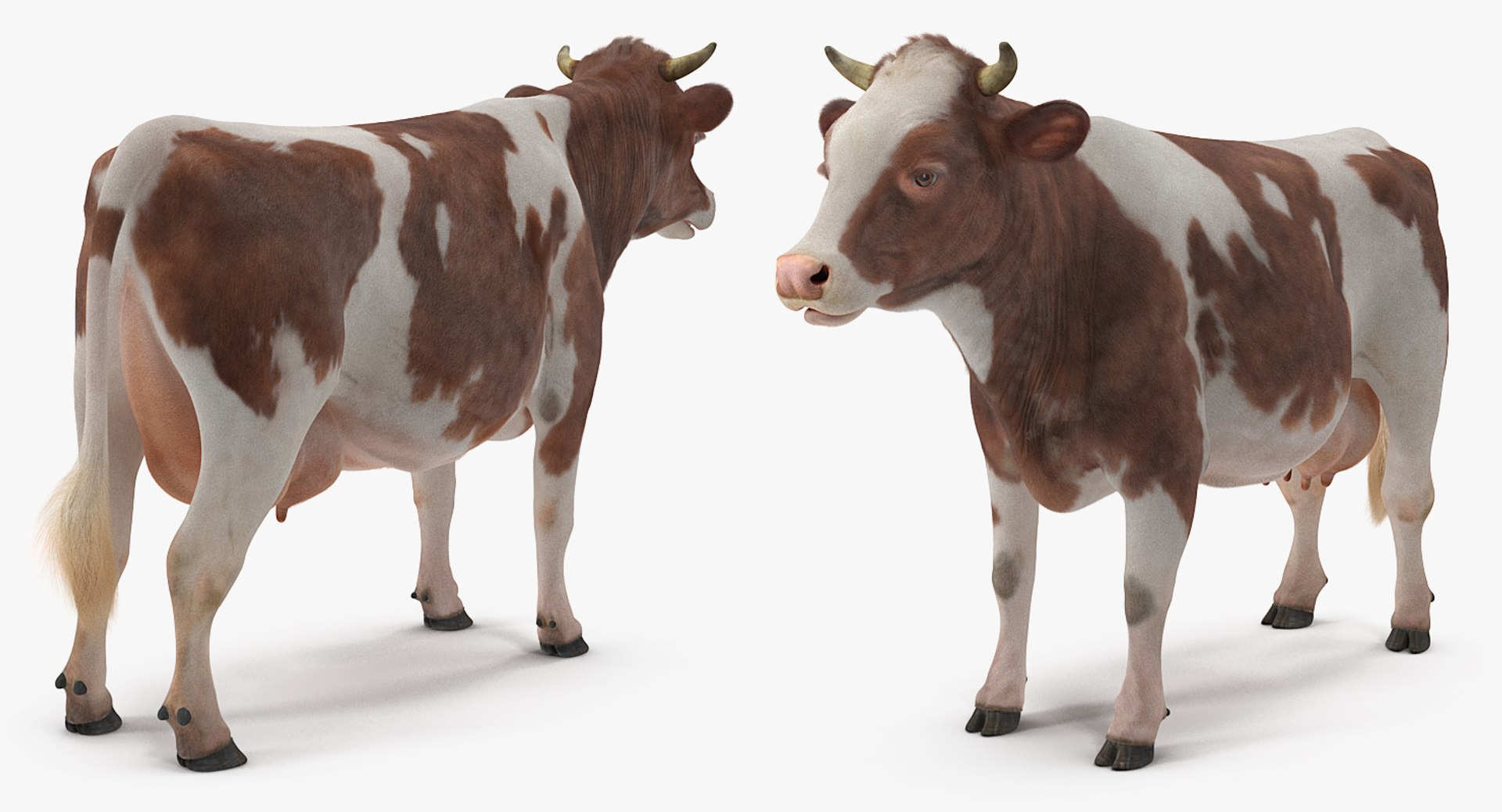 3D Cow Fur Rigged - TurboSquid 1255536
