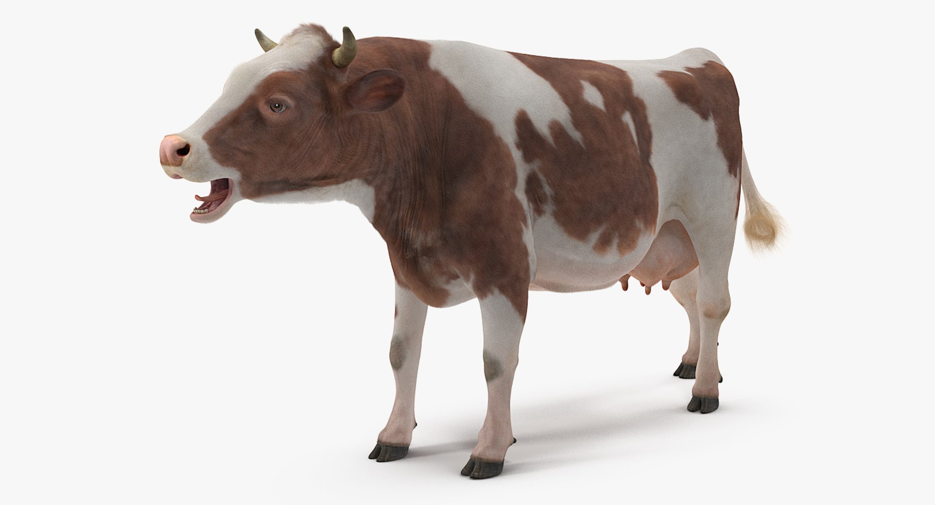 3D Cow Fur Rigged - TurboSquid 1255536