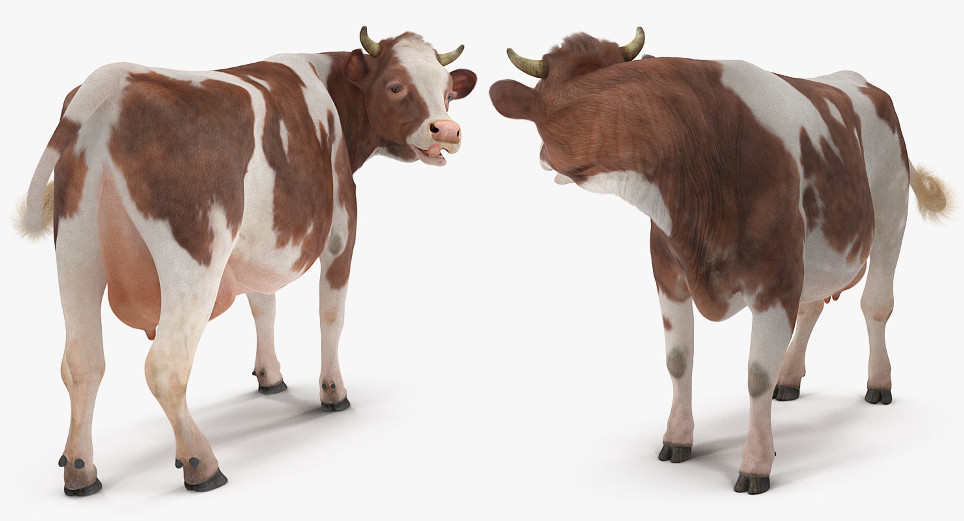 3D Cow Fur Rigged - TurboSquid 1255536