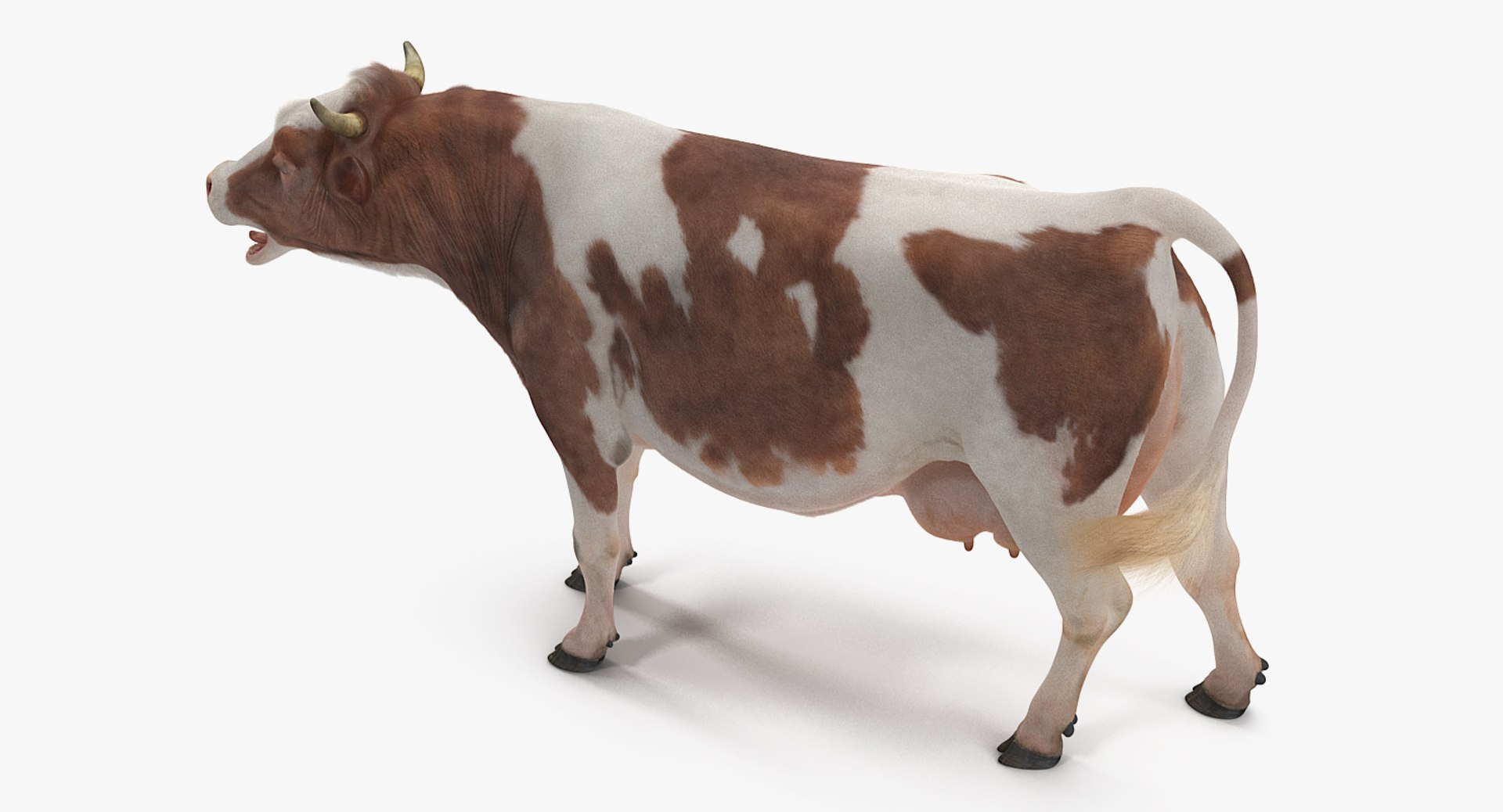 3D Cow Fur Rigged - TurboSquid 1255536