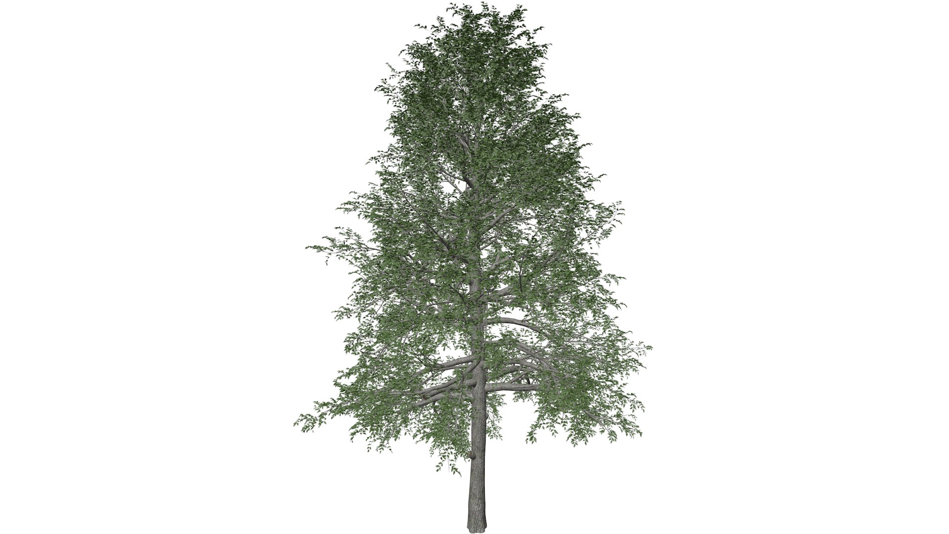 Black Gum Tree Collection 3D https://p.turbosquid.com/ts-thumb/u9/8ZnVRx/1f/blackgum_06_030/png/1779184404/1920x1080/fit_q87/7bab28154dab59c5b792370da03cf18d8f50e0eb/blackgum_06_030.jpg