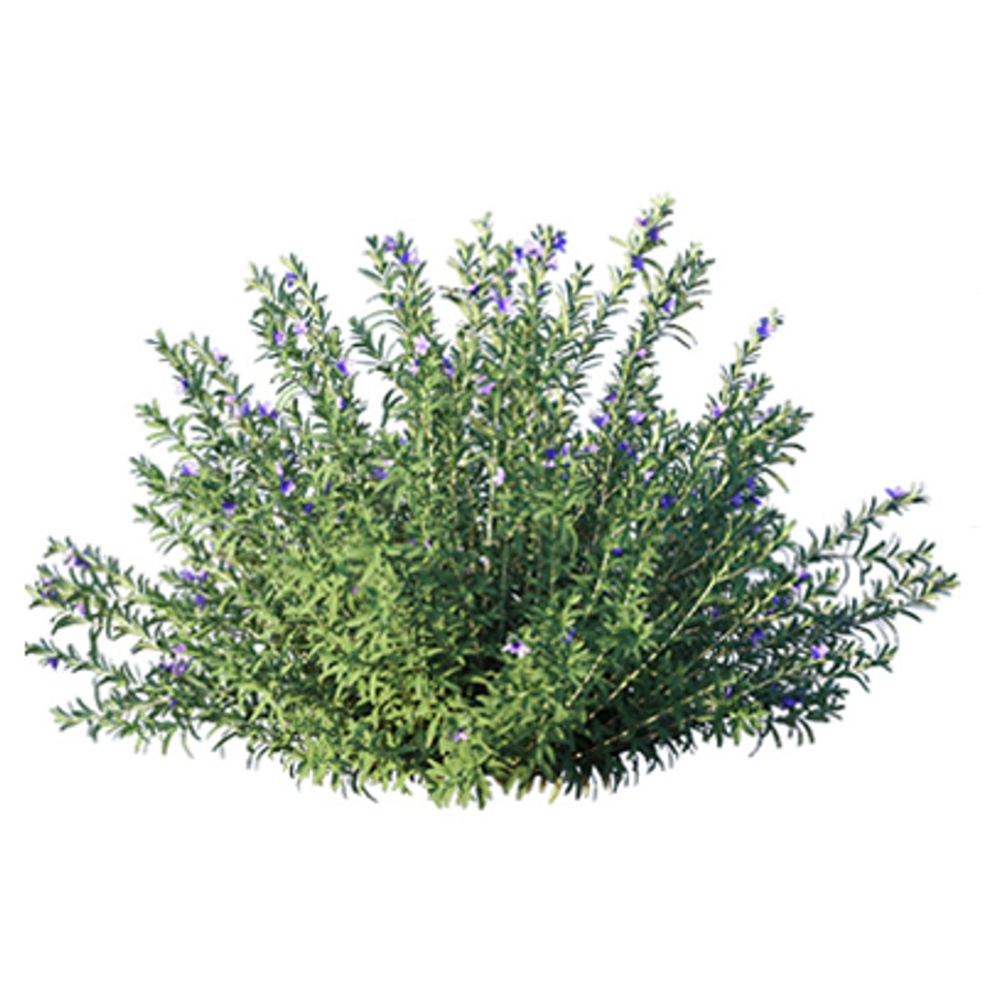 3D model Bundle 02 - Mediterranean Garden https://p.turbosquid.com/ts-thumb/u9/ABijrw/5V/rosemary_00/jpg/1621335926/1920x1080/fit_q87/3cd1c8a86324f180bf0db9ebc94ccb28b2e060c3/rosemary_00.jpg